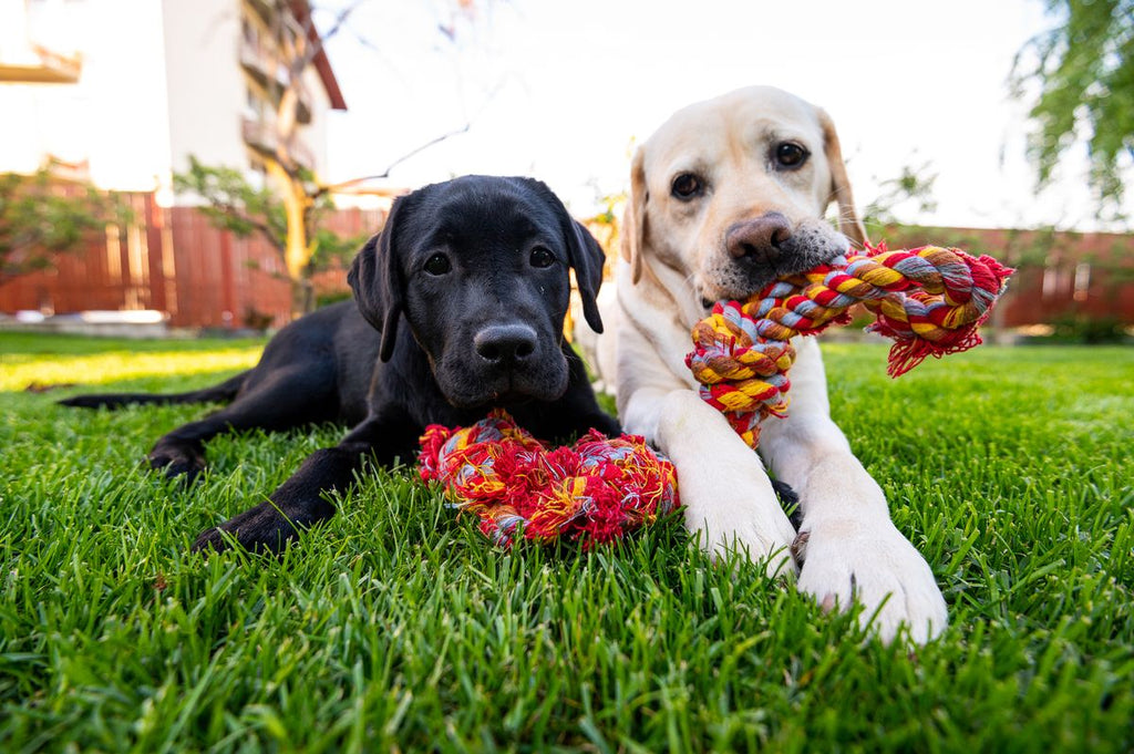 Top 5 Must-Have Toys to Keep Your Pet Happy and Healthy