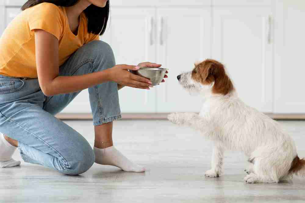 The Ultimate Guide to Choosing the Right Food for Your Furry Friend